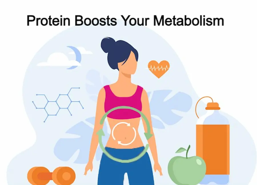 Protein Boosts Your Metabolism